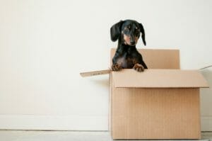 Dog in moving boxes